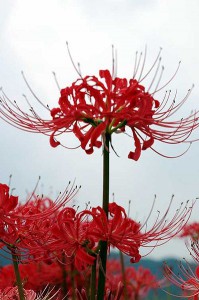 398px-Cluster_amaryllis_close-up