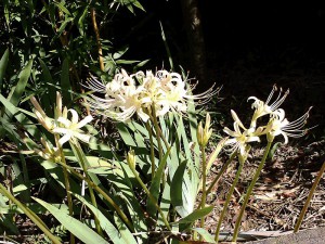 800px-White_Lycoris