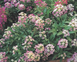 sweetalyssum-ph