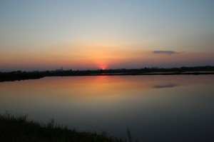 田んぼで夕日2